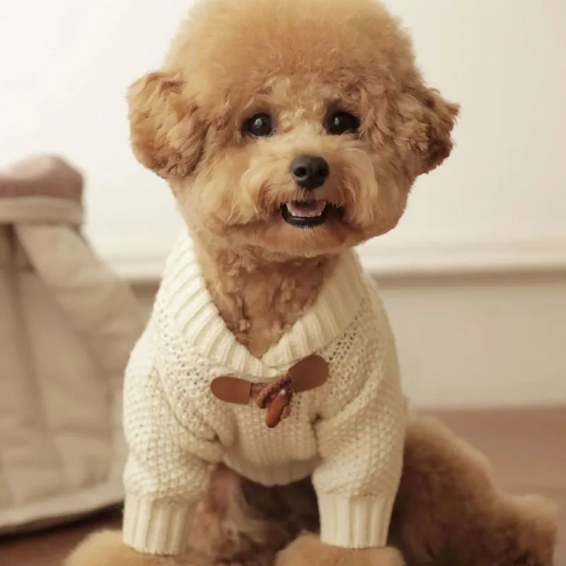 Caniche con el jersey de punto en color blanco